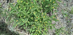Lippia turnerifolia