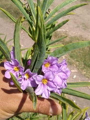 Solanum glaucophyllum