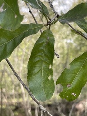 Quercus