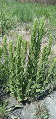 Chromolaena hirsuta