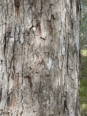 Quercus