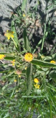 Lippia turnerifolia