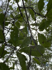 Quercus