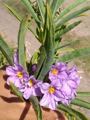 Solanum glaucophyllum