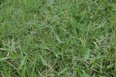 Urochloa reptans