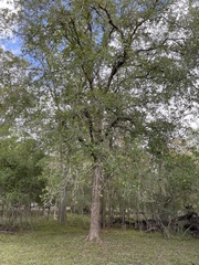 Quercus