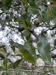 Quercus