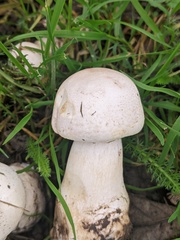Agaricus xanthodermus