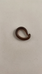 Parajulidae