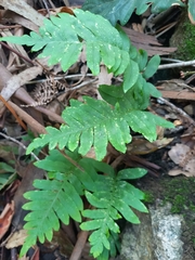 Polypodium vulgare