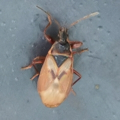 Gastrodes abietum