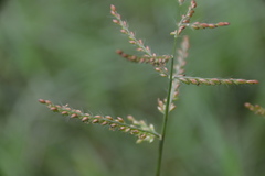 Urochloa reptans