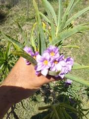 Solanum glaucophyllum
