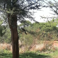 Corythaixoides concolor