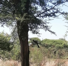 Corythaixoides concolor