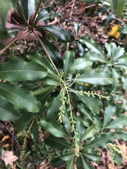 Magnoliopsida