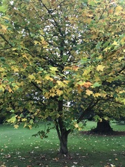 Liriodendron tulipifera