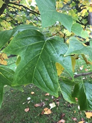 Liriodendron tulipifera