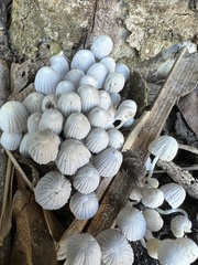 Coprinellus disseminatus