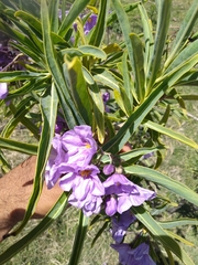 Solanum glaucophyllum