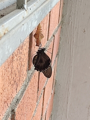 Battus polydamas polydamas