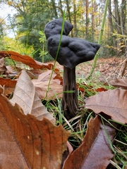 Helvella lacunosa