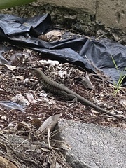 Pholidoscelis exsul