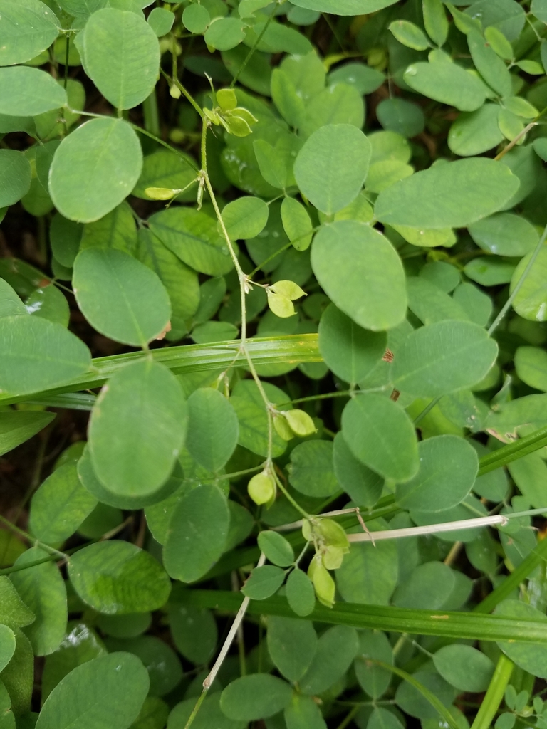 violet bush clover