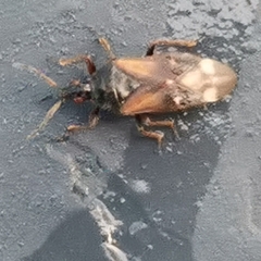 Anthocoridae