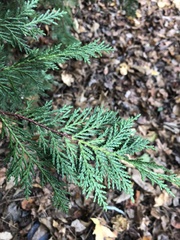 Chamaecyparis