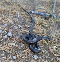 Drymarchon melanurus