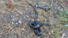 Drymarchon melanurus