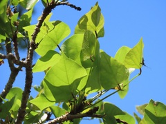 Erythrina lysistemon