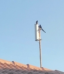 Phoeniculus purpureus