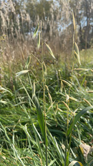 Avena sativa