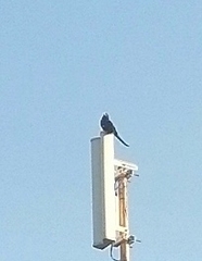 Phoeniculus purpureus