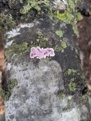 Chondrostereum purpureum