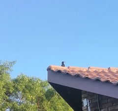 Phoeniculus purpureus