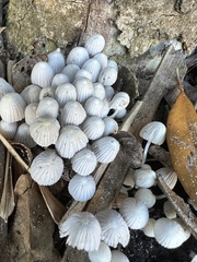 Coprinellus disseminatus