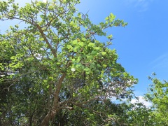 Erythrina lysistemon