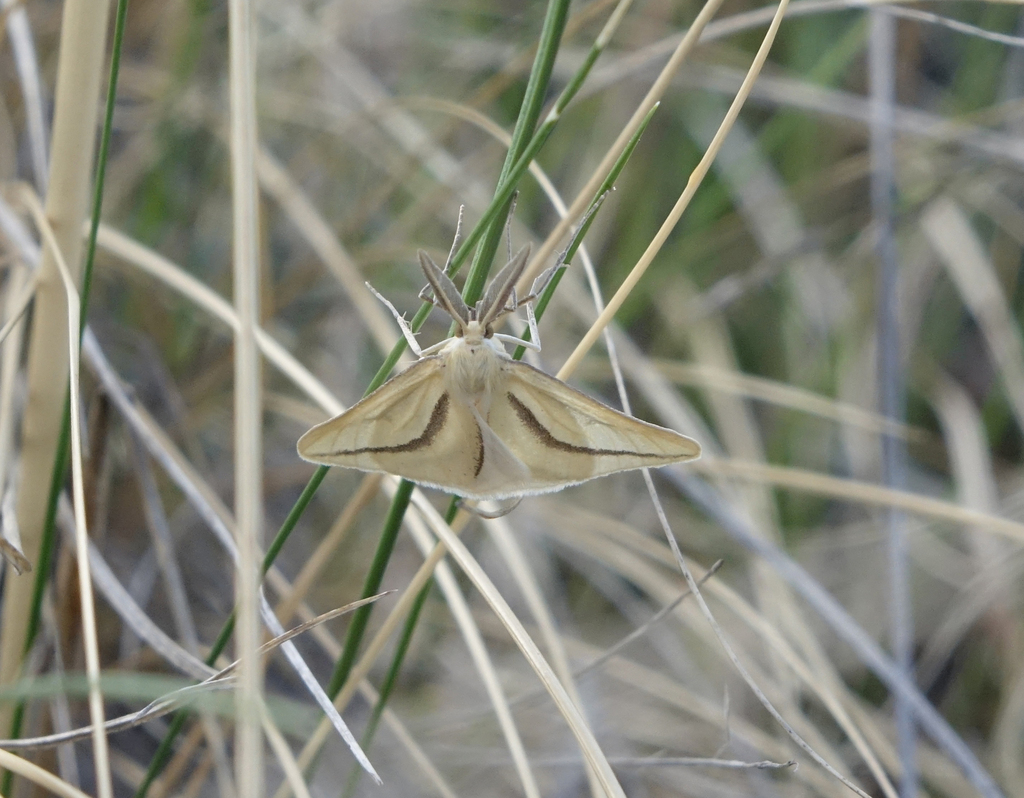 Aspitates curvaria