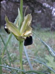 Iris tuberosa