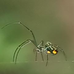 Leucauge argyrobapta