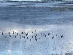 Calidris alpina