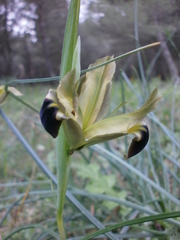Iris tuberosa