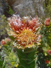 Leucospermum oleifolium