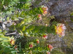 Leucospermum oleifolium