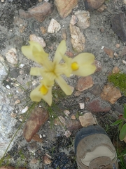Moraea angusta