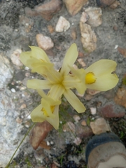 Moraea angusta