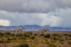 Tragelaphus oryx oryx
